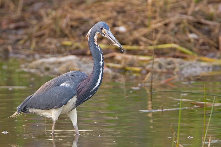 Dreifarbenreiher Egretta tricolor Tricolored Heron
